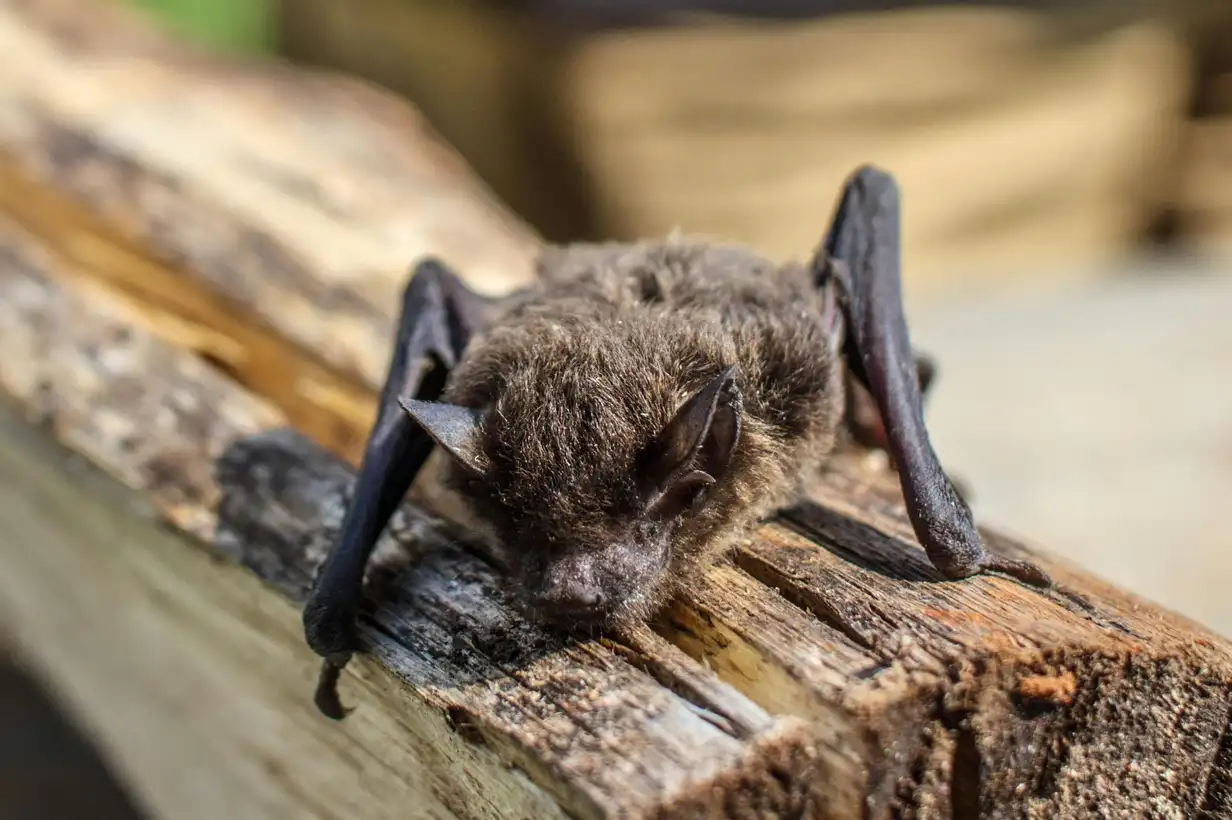 Chauve-souris au jardin : 7 gestes pour les attirer naturellement