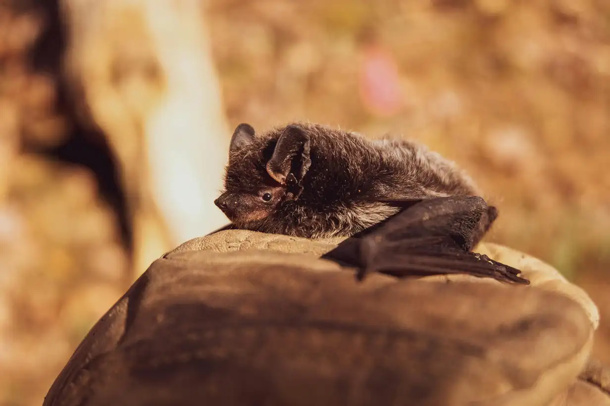 Chauve-souris au jardin : le guide complet