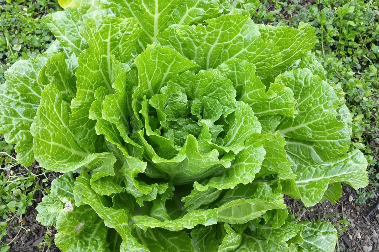 Chou chinois: 7 variétés à découvrir pour votre potager