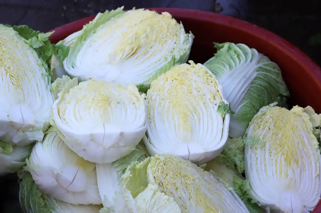 Chou chinois : guide complet de culture et récolte