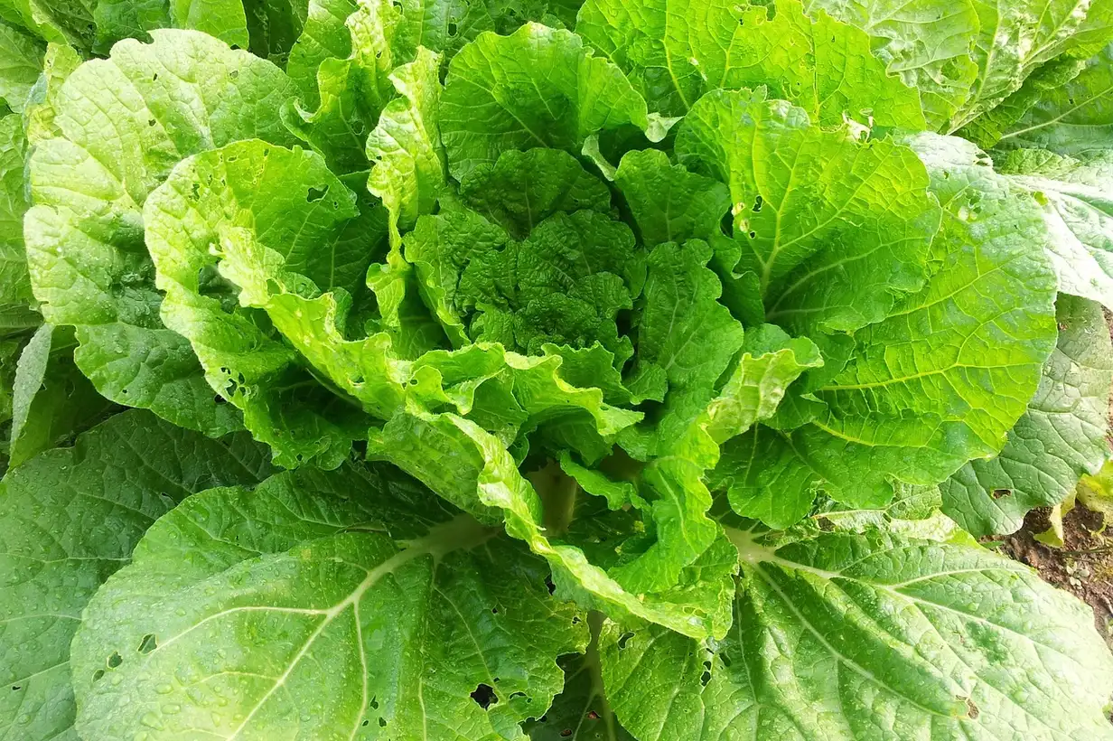 Chou chinois : maladies et ravageurs, solutions naturelles