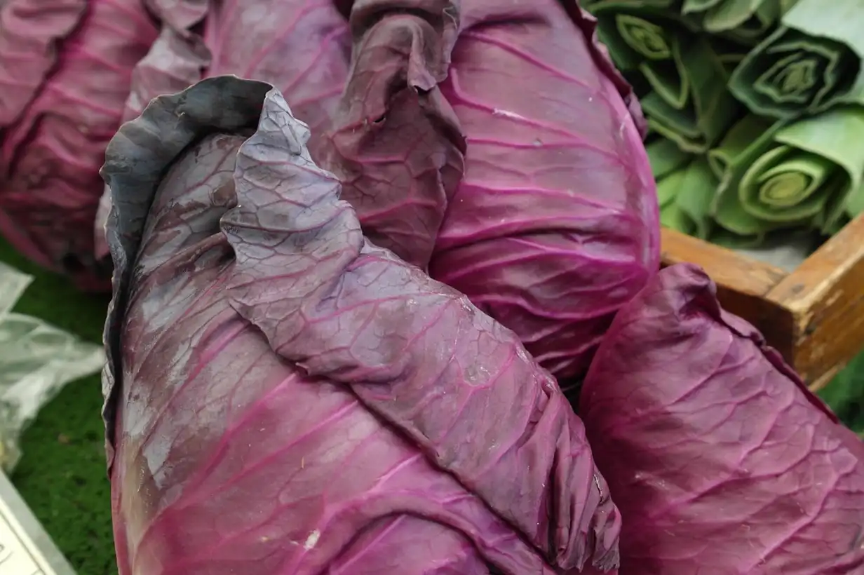 Chou pointu : 7 variétés incontournables à choisir en 2026