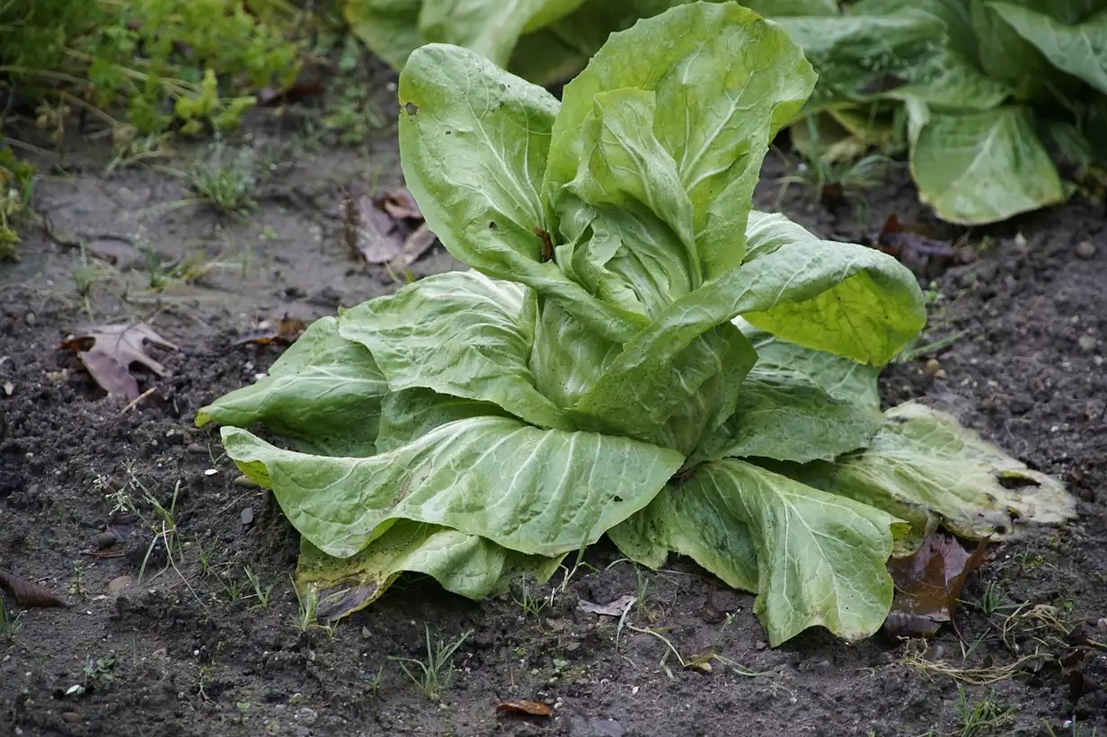 Chou pointu : récolter et conserver plus longtemps au naturel