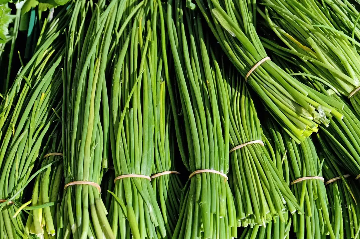 Ciboulette : récolter et conserver vos herbes toute l’année