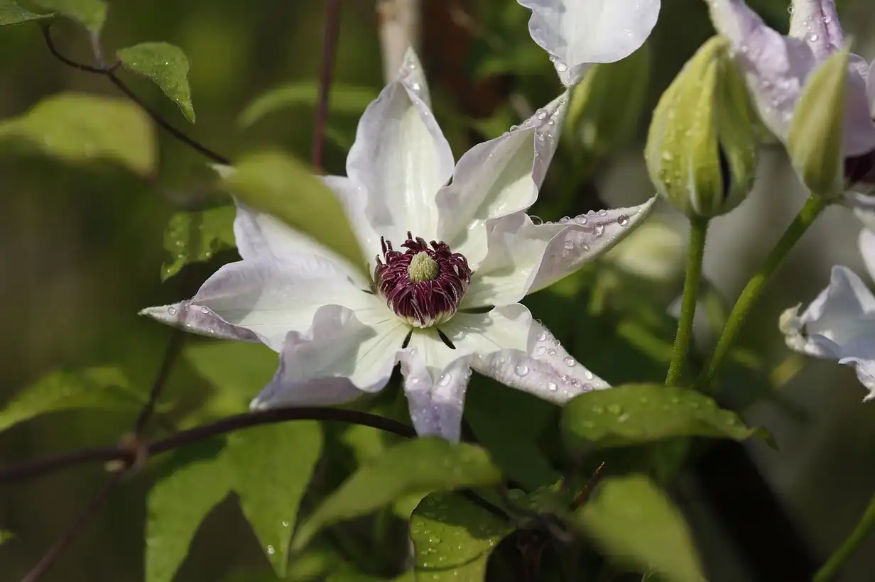 Clématite en pot : réussir la culture sur balcon et terrasse