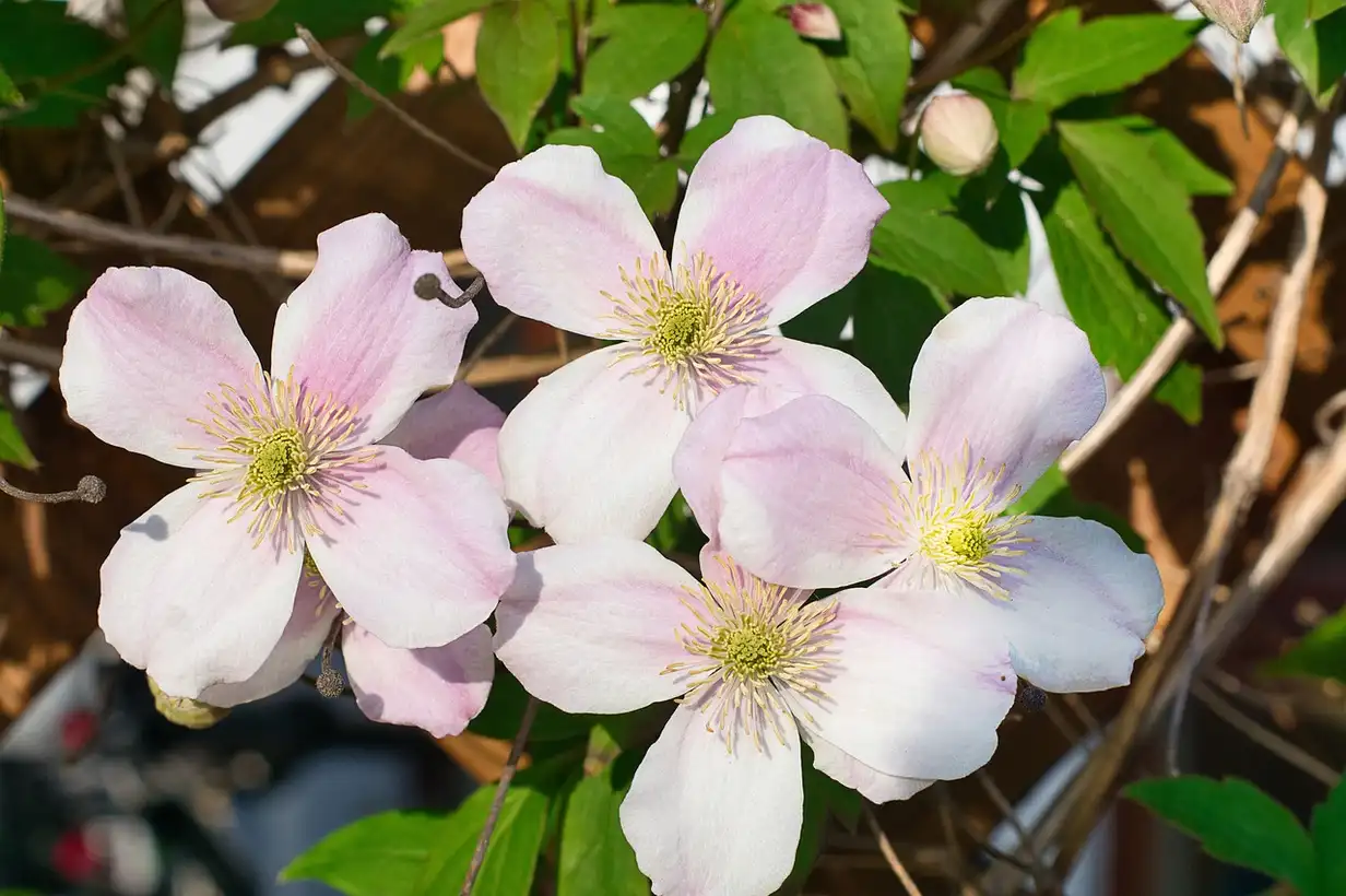 Clématite : guide complet de culture et d&rsquo;entretien