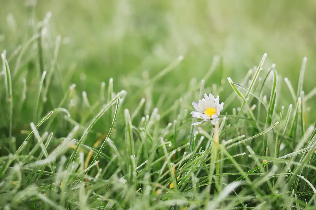 Comment avoir une belle pelouse : le guide complet