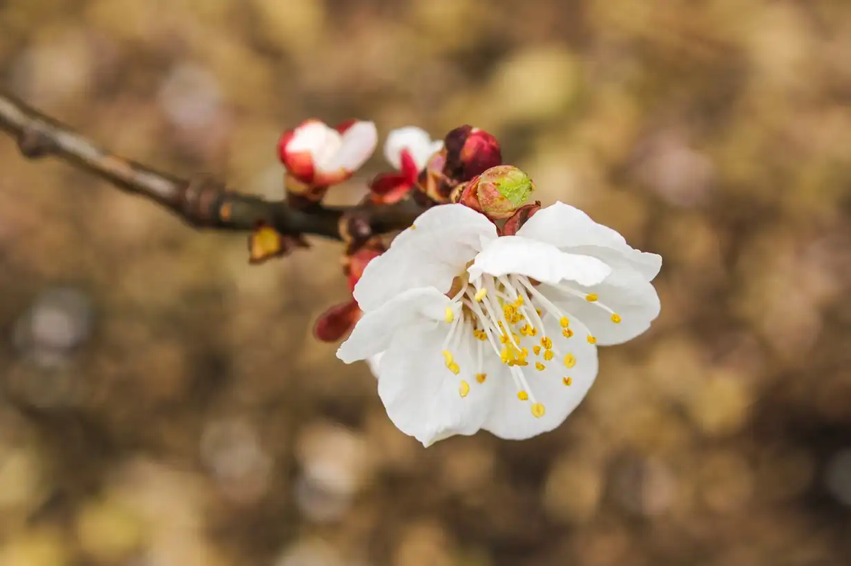 Comment faire une greffe sur un fruitier ? Calendrier et planning