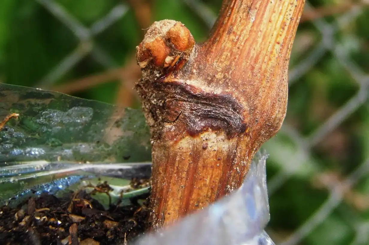 Comment faire une greffe sur un fruitier ? Techniques faciles