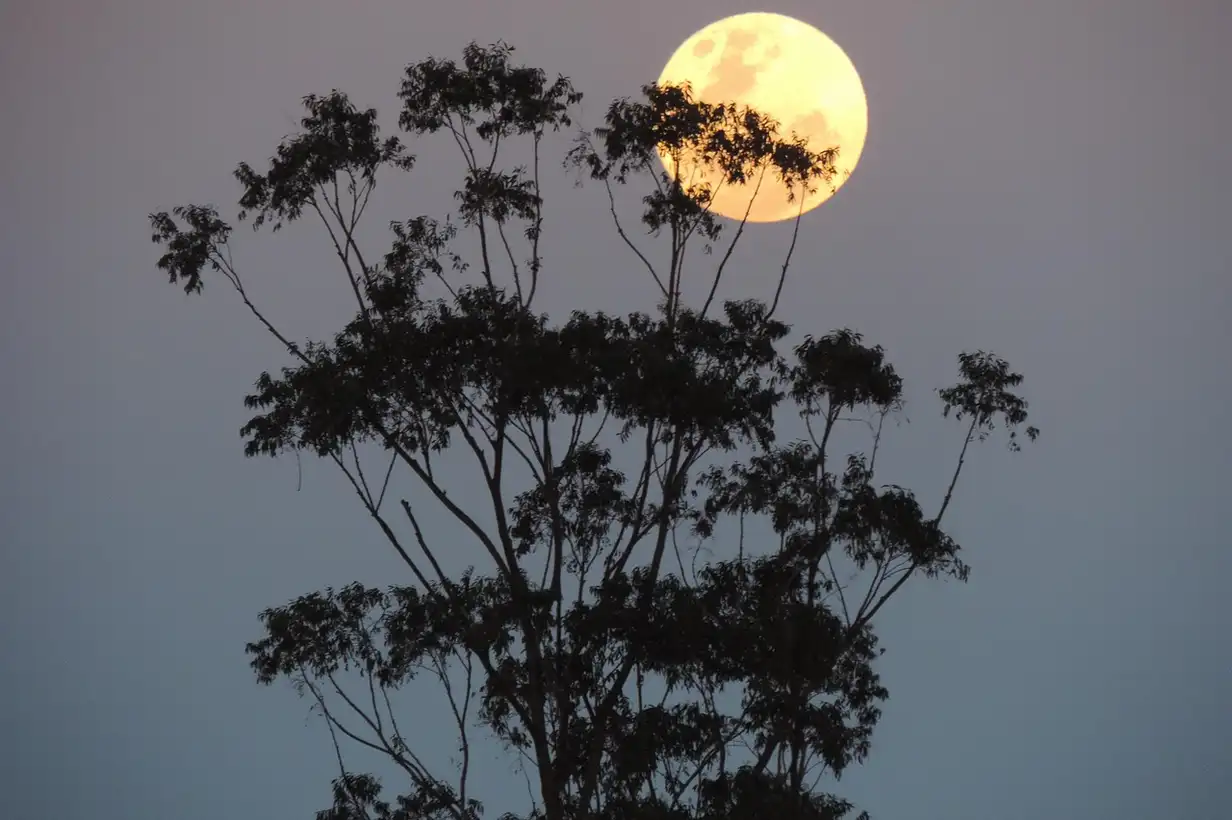 Comment marche le calendrier lunaire ? Guide jardinier 2026