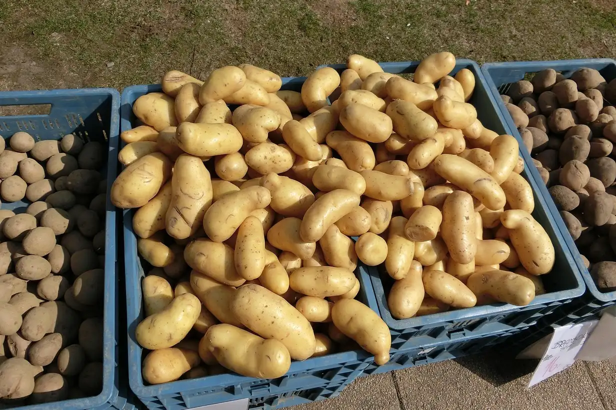 Conserver les pommes de terre pendant l’hiver: cave, garage ou jardin ?