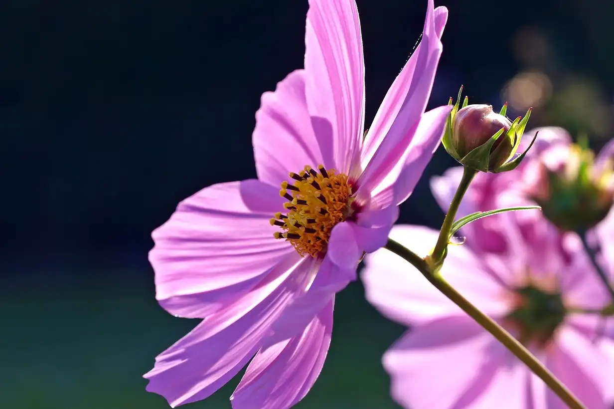 Cosmos : 7 erreurs à éviter pour une floraison généreuse