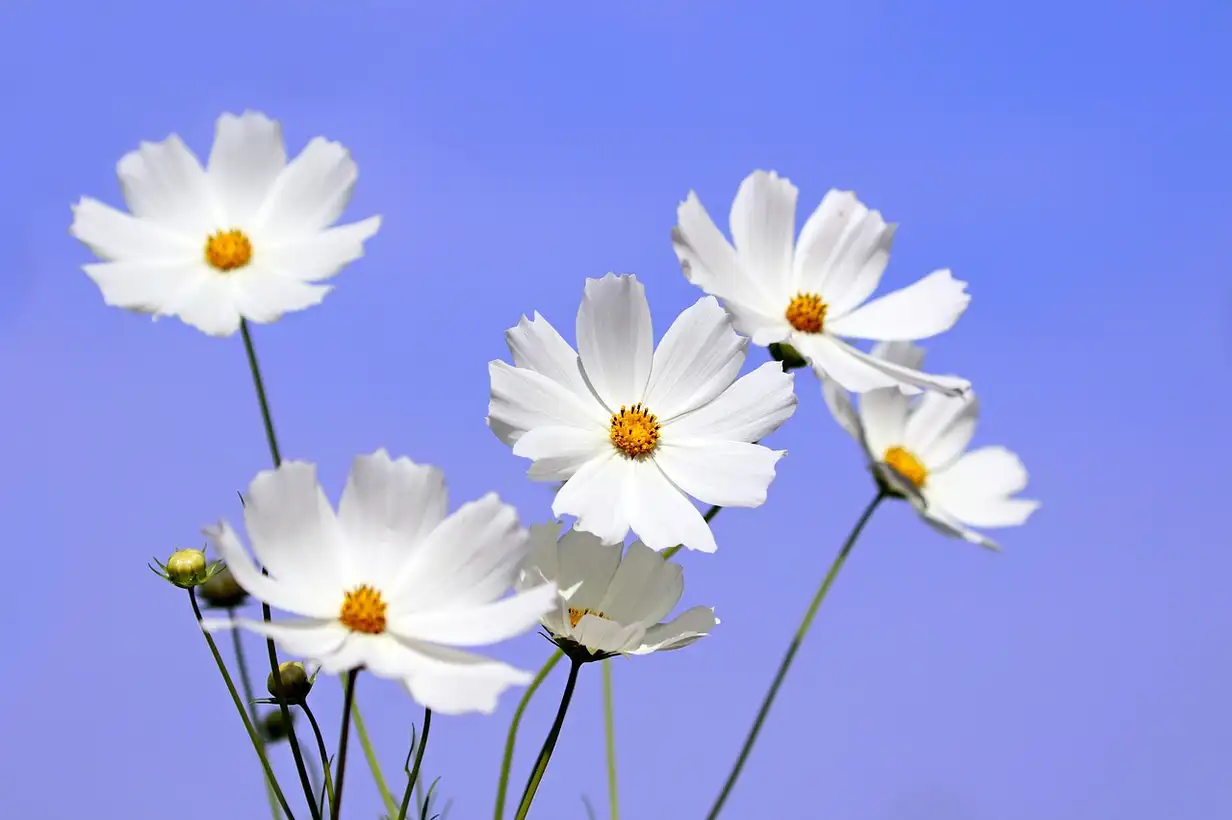 Cosmos en pot : réussir une floraison abondante sur balcon