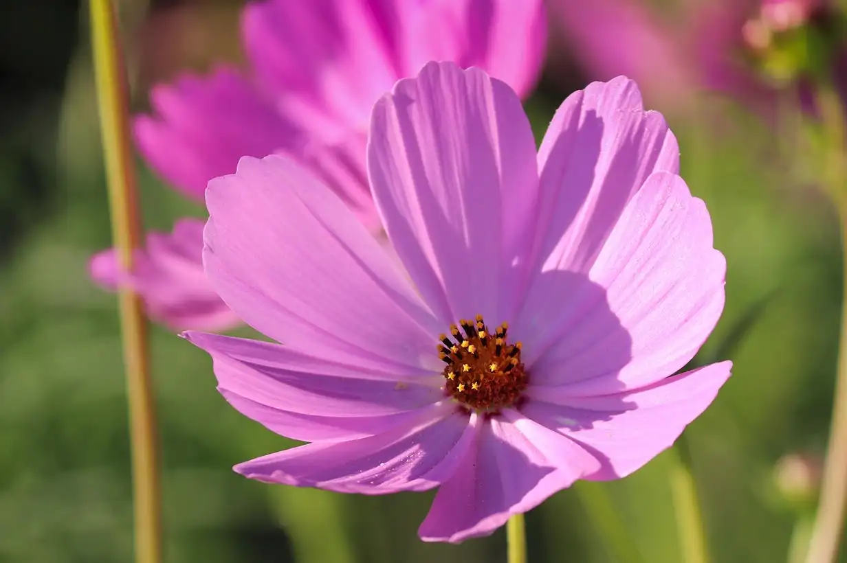 Cosmos et biodiversité : un atout pour un jardin vivant