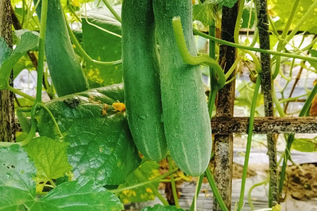 Culture verticale : 7 erreurs à éviter pour un potager sain