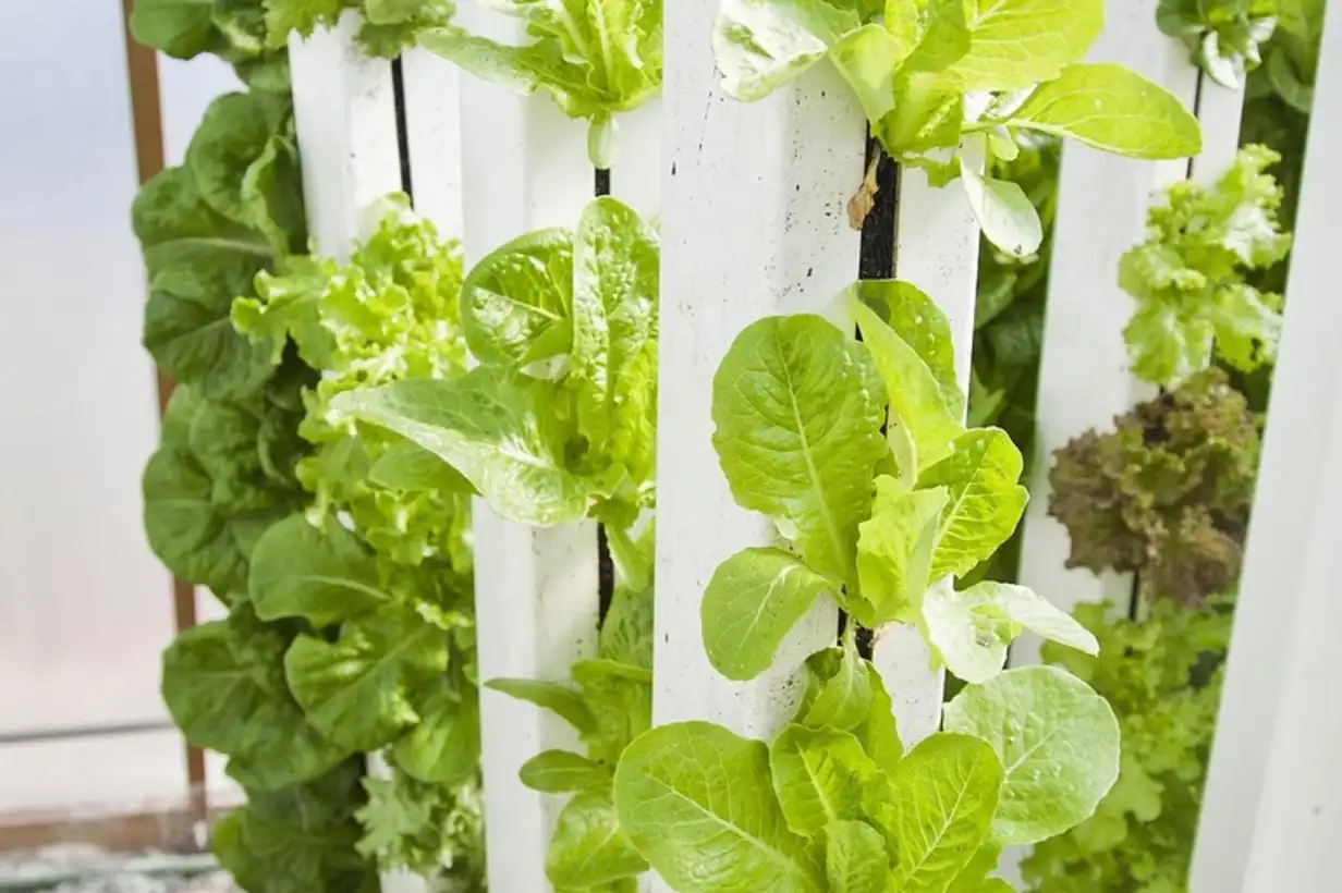 Culture verticale de légumes : organiser un potager ultra productif