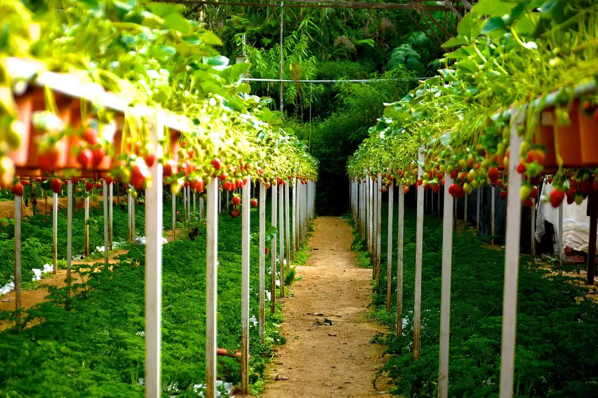 Culture verticale : le guide complet pour un potager productif