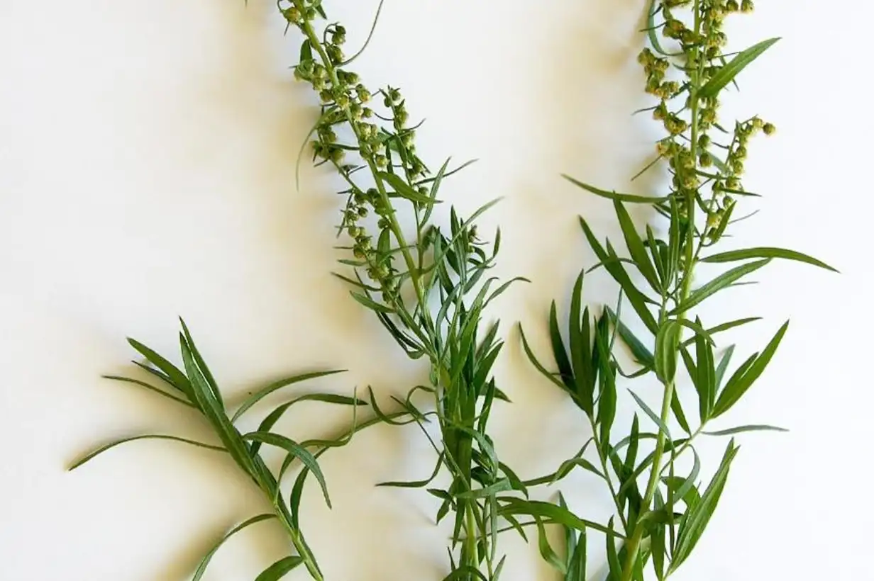 Estragon : 7 erreurs à éviter pour une récolte parfumée