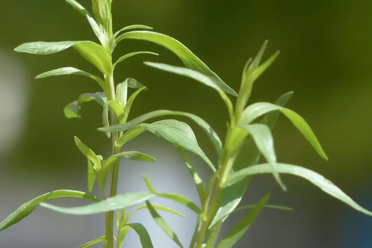 Estragon en pot : réussir une culture abondante sur balcon