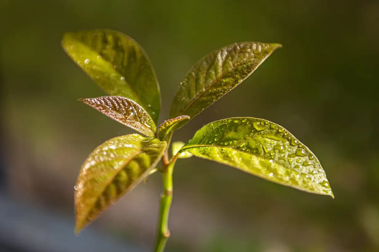 Faire pousser un avocatier à partir du noyau : 9 erreurs à éviter