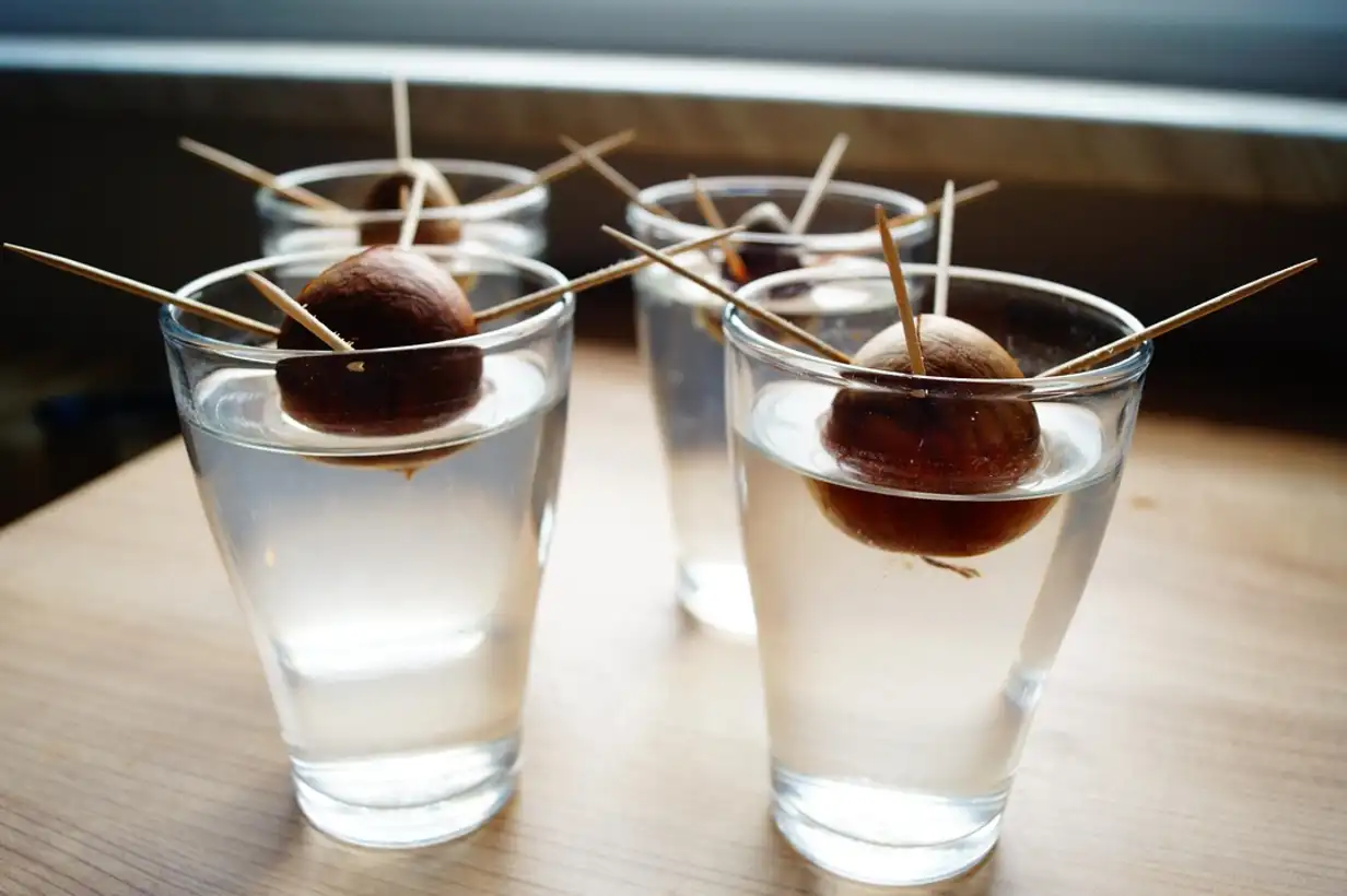 Faire pousser un avocatier à partir du noyau avec les enfants : guide 2026