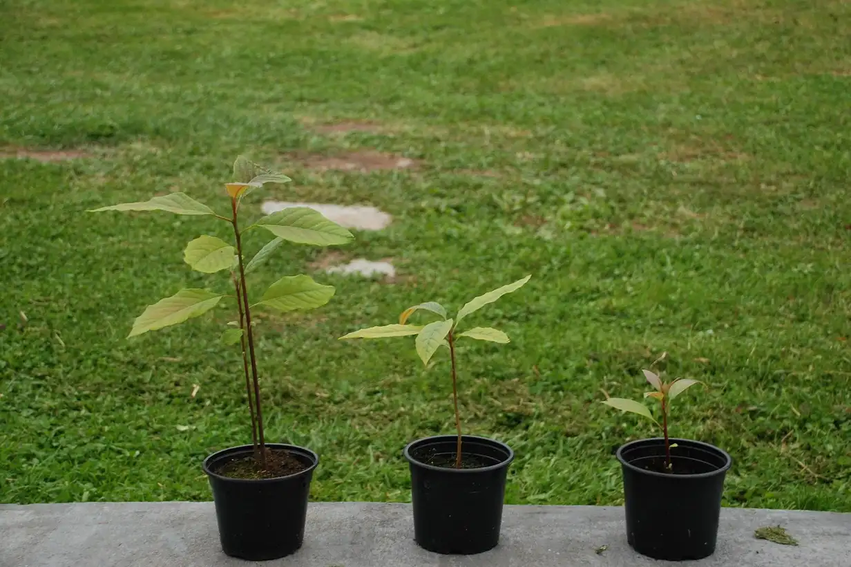 Faire pousser un avocatier à partir du noyau en pot : 7 étapes clés