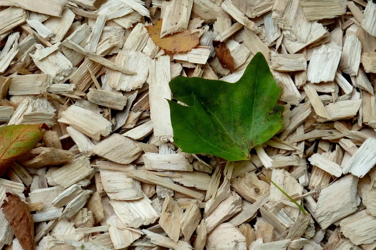 Faut-il pailler le potager ? 7 erreurs à éviter absolument