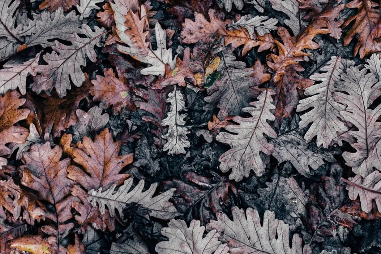 Faut-il pailler le potager avec des feuilles mortes ? Guide pratique