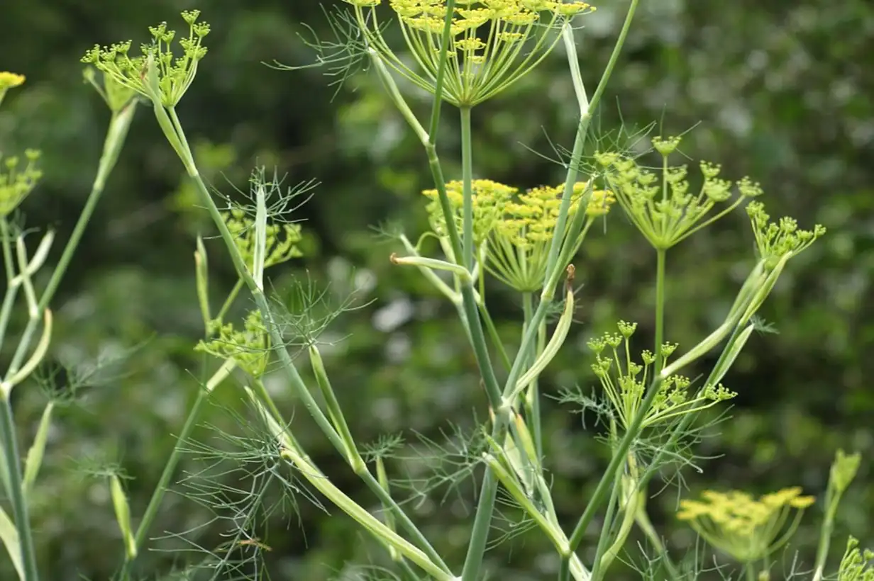 Fenouil en cuisine : bienfaits, idées recettes et conservation