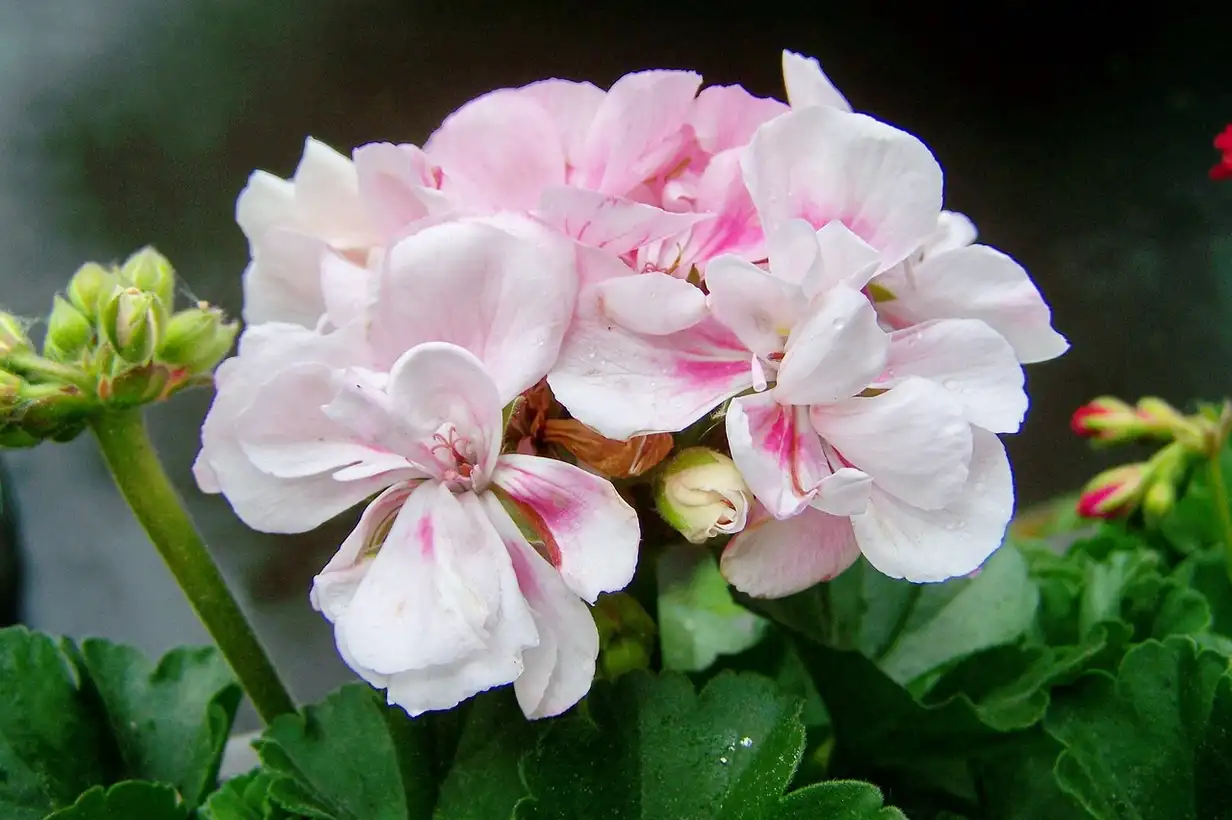 Géranium en pot : réussir une floraison abondante sur balcon
