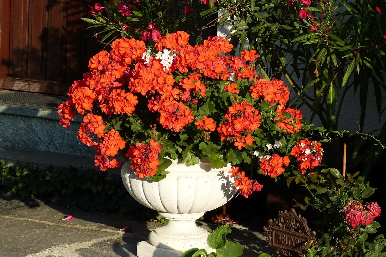 Géranium : guide complet de culture et d’entretien