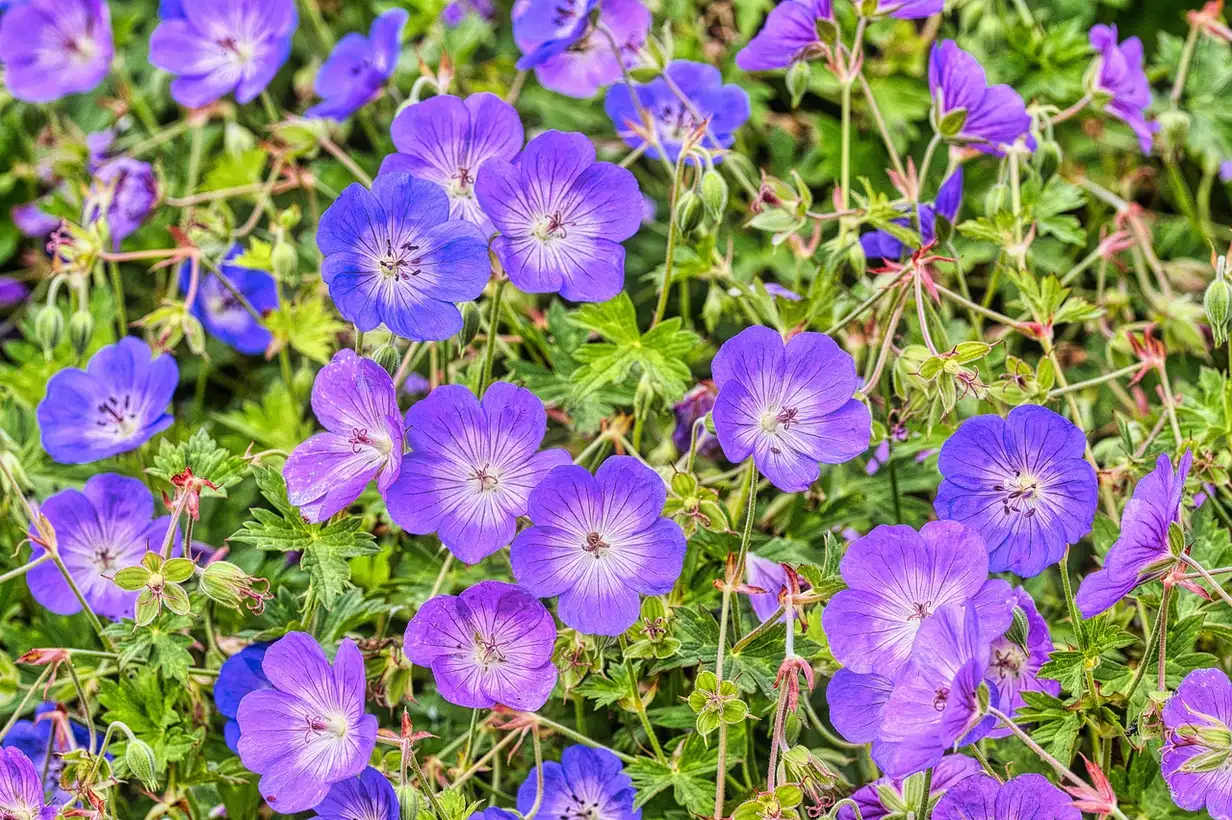 Géranium : maladies courantes et solutions naturelles efficaces