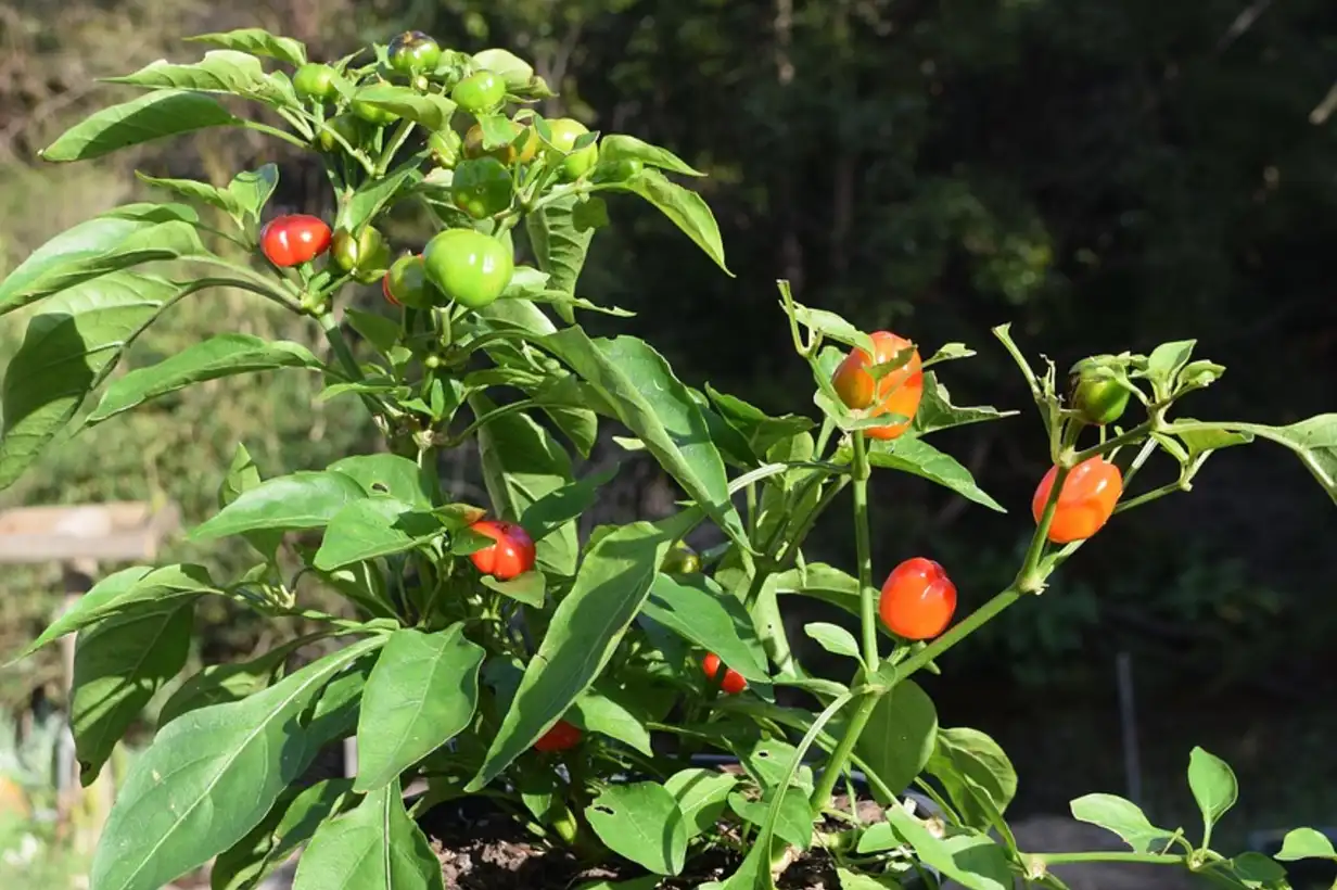 Jardinage bio en petit espace : calendrier pratique balcon et terrasse 2026
