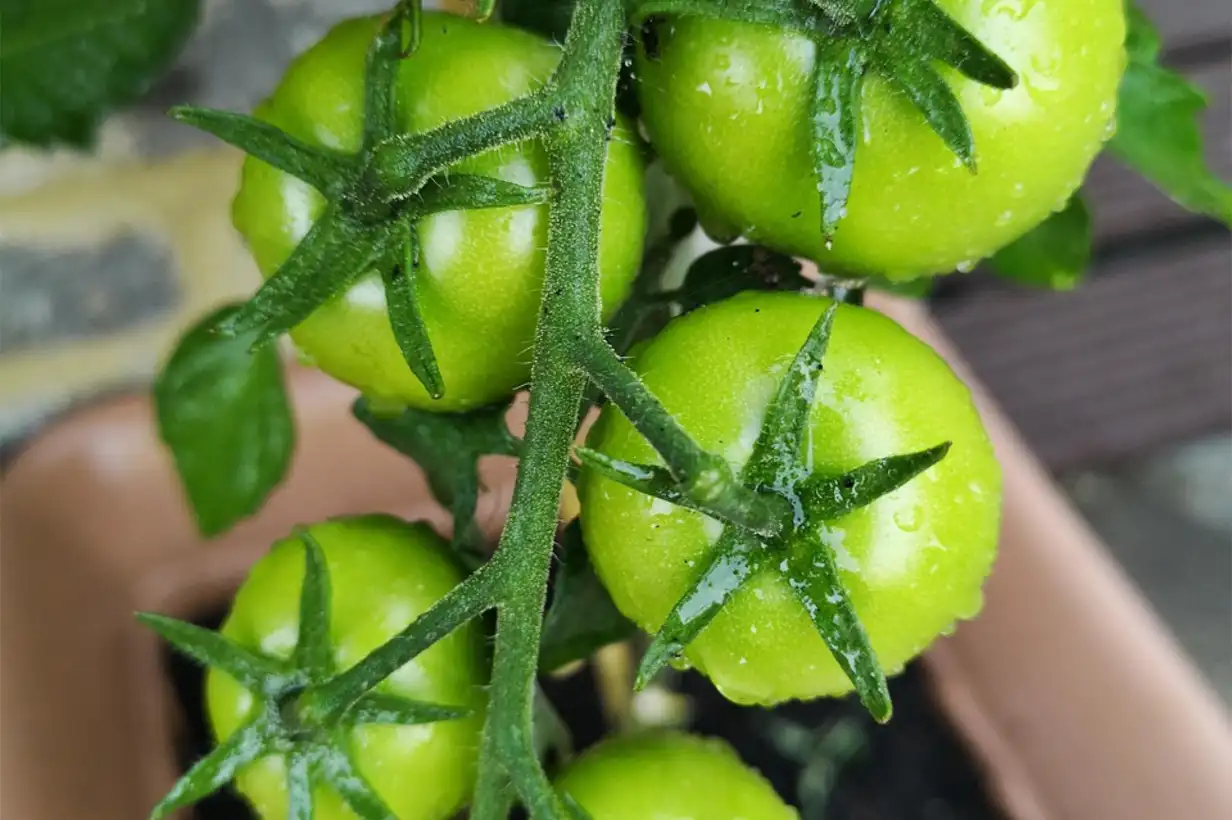 Jardinage : guide complet pour débutants en balcon et terrasse