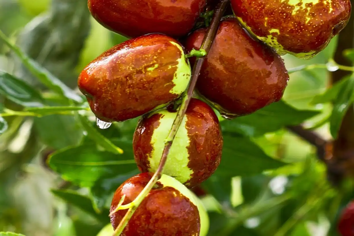 Jujubier : bienfaits, jujubes et idées recettes gourmandes