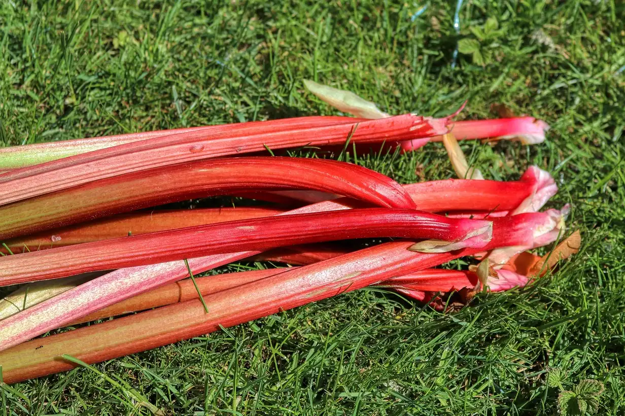 La rhubarbe en cuisine : bienfaits, idées recettes et conservation