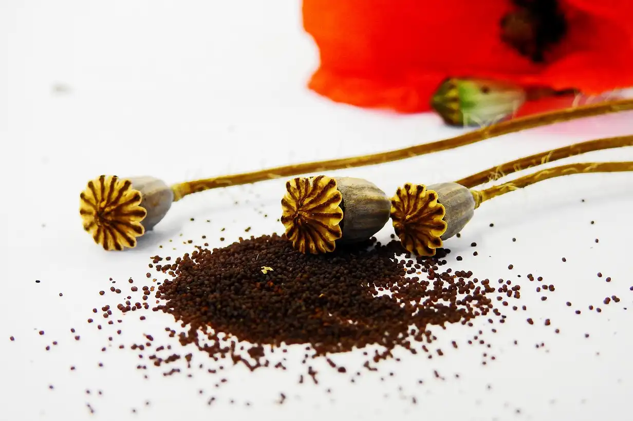 Le pavot en fleurs séchées : récolte, séchage et idées déco
