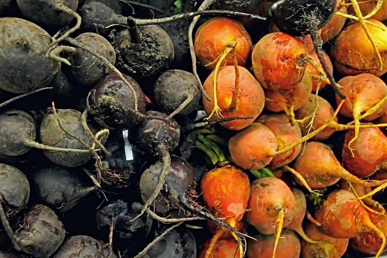 Légumes-racines oubliés : 9 variétés incontournables à tester