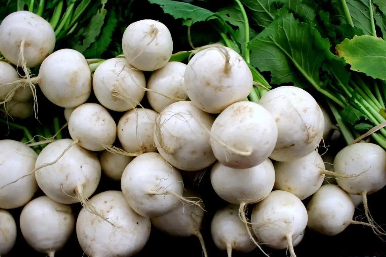 Légumes-racines oubliés : guide complet de culture 2026