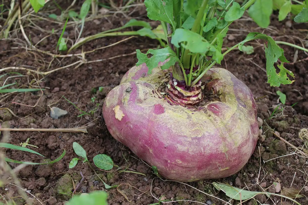 Légumes-racines oubliés : semis, entretien et arrosage détaillés