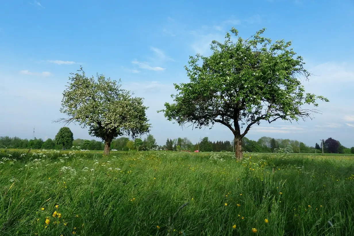 Les arbres fruitiers les plus résistants face aux maladies