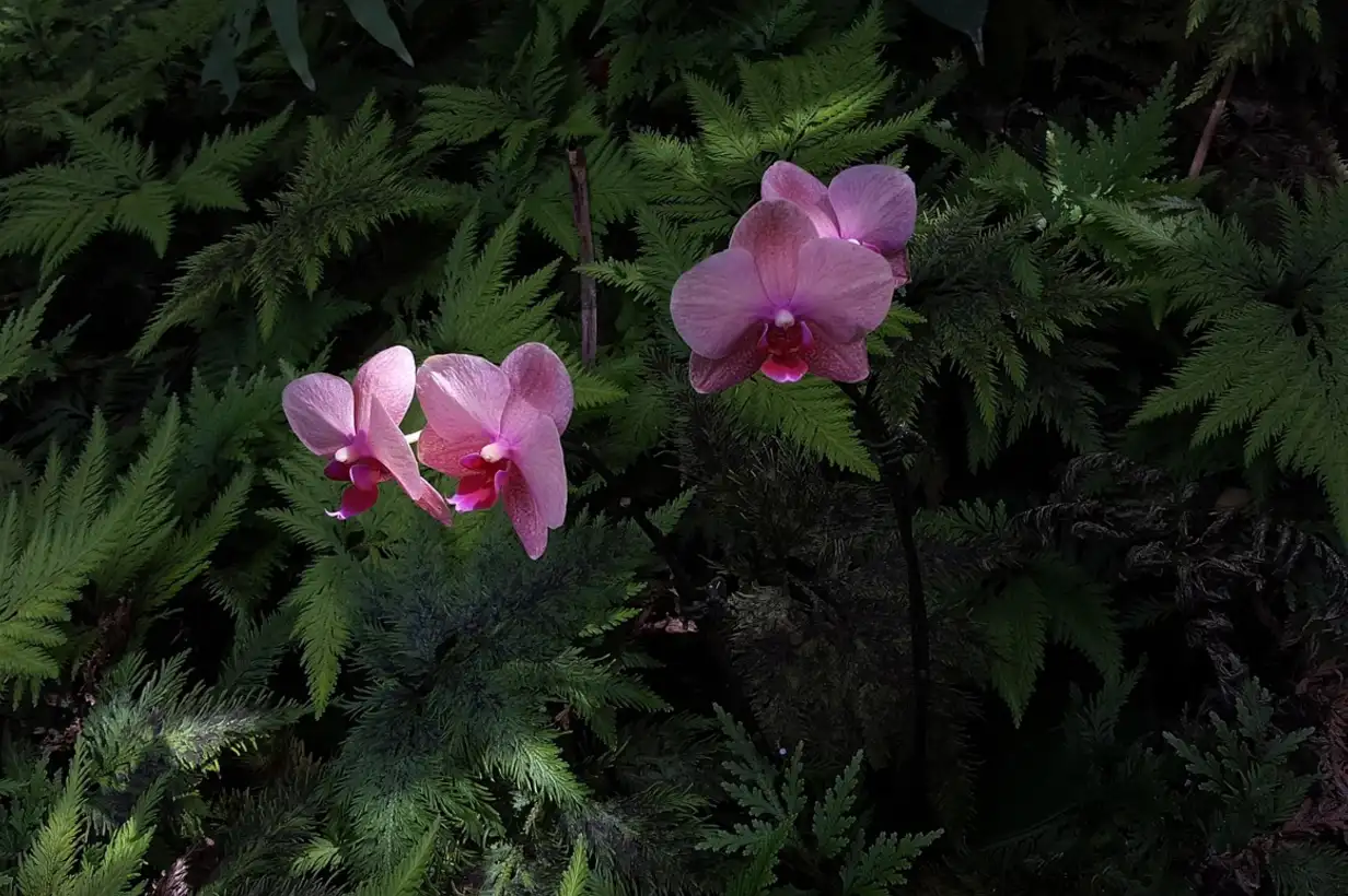 Les fleurs qui aiment être à l’ombre en pot : réussir balcon et terrasse
