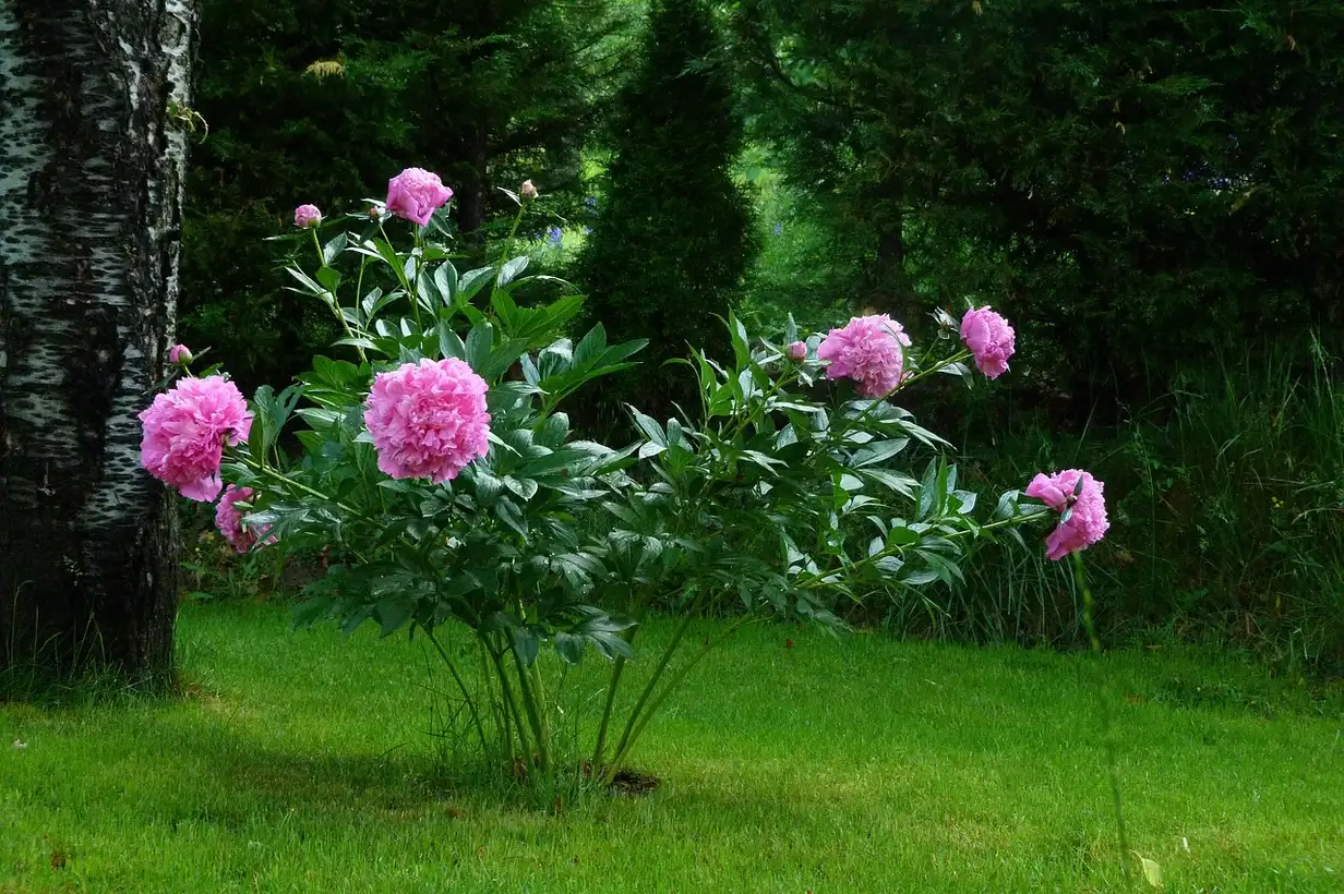 Les fleurs qui aiment être à l’ombre : guide complet 2026