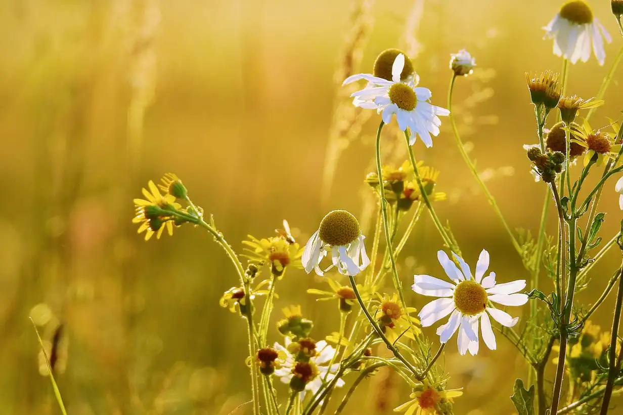 Les fleurs qui aiment être au soleil en pot : réussir balcon et terrasse