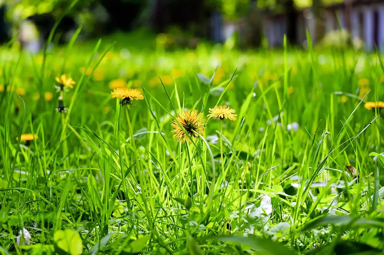 Les « mauvaises herbes » comestibles de votre jardin : 7 erreurs à éviter en 2026