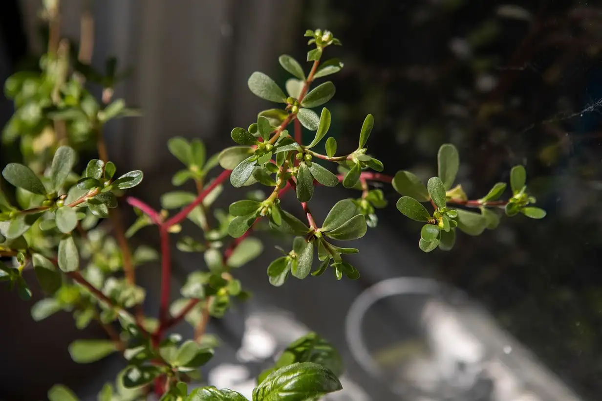 Les « mauvaises herbes » comestibles de votre jardin : 9 espèces faciles à reconnaître
