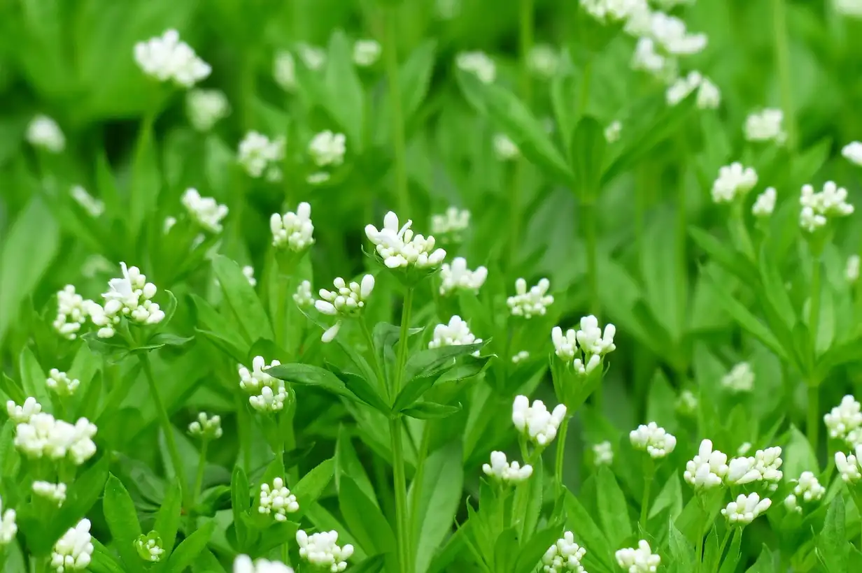 Les « mauvaises herbes » comestibles de votre jardin : guide complet