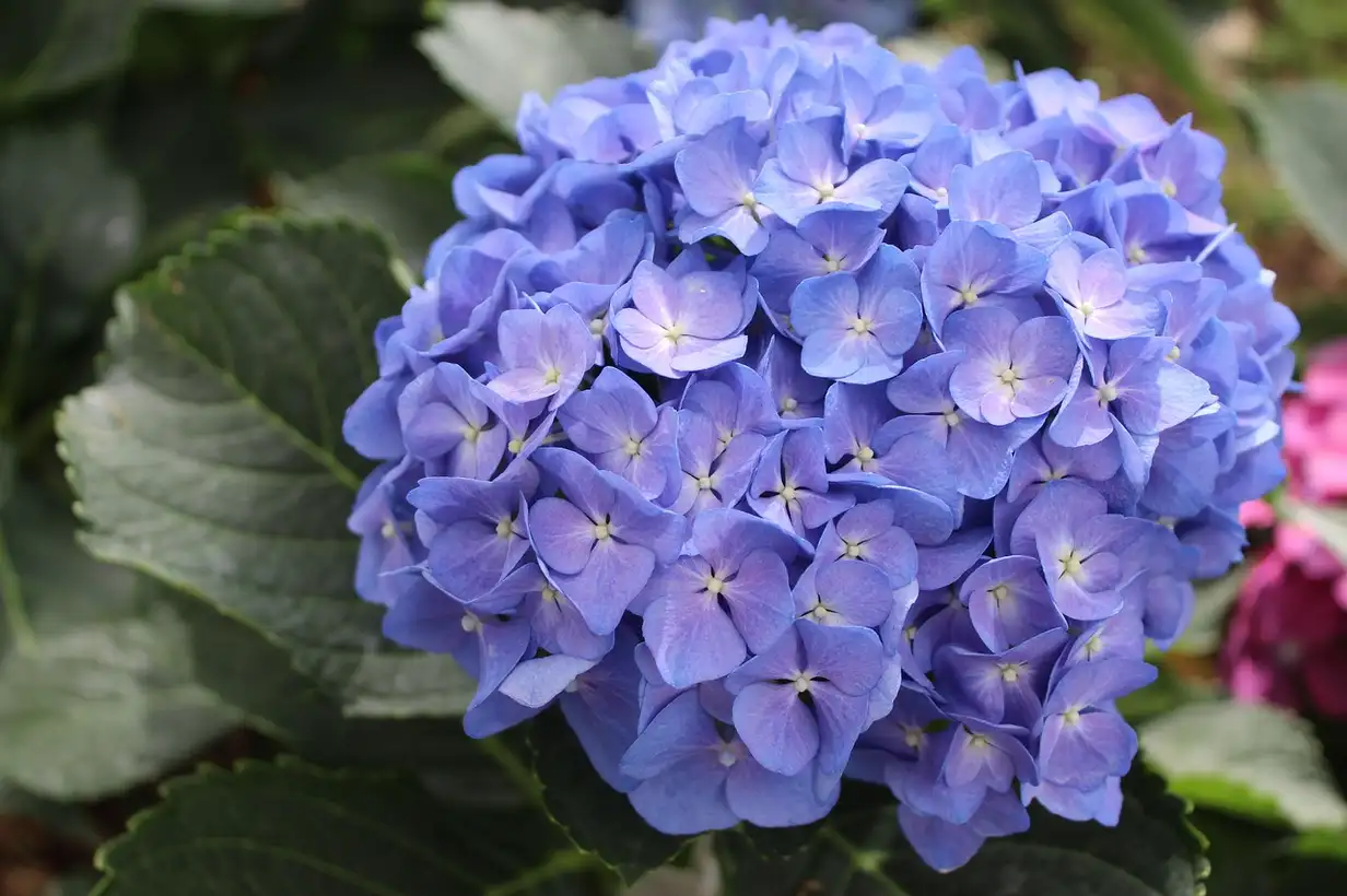 Les plantes qui supportent l’ombre toute la journée en pot : réussir son balcon nord