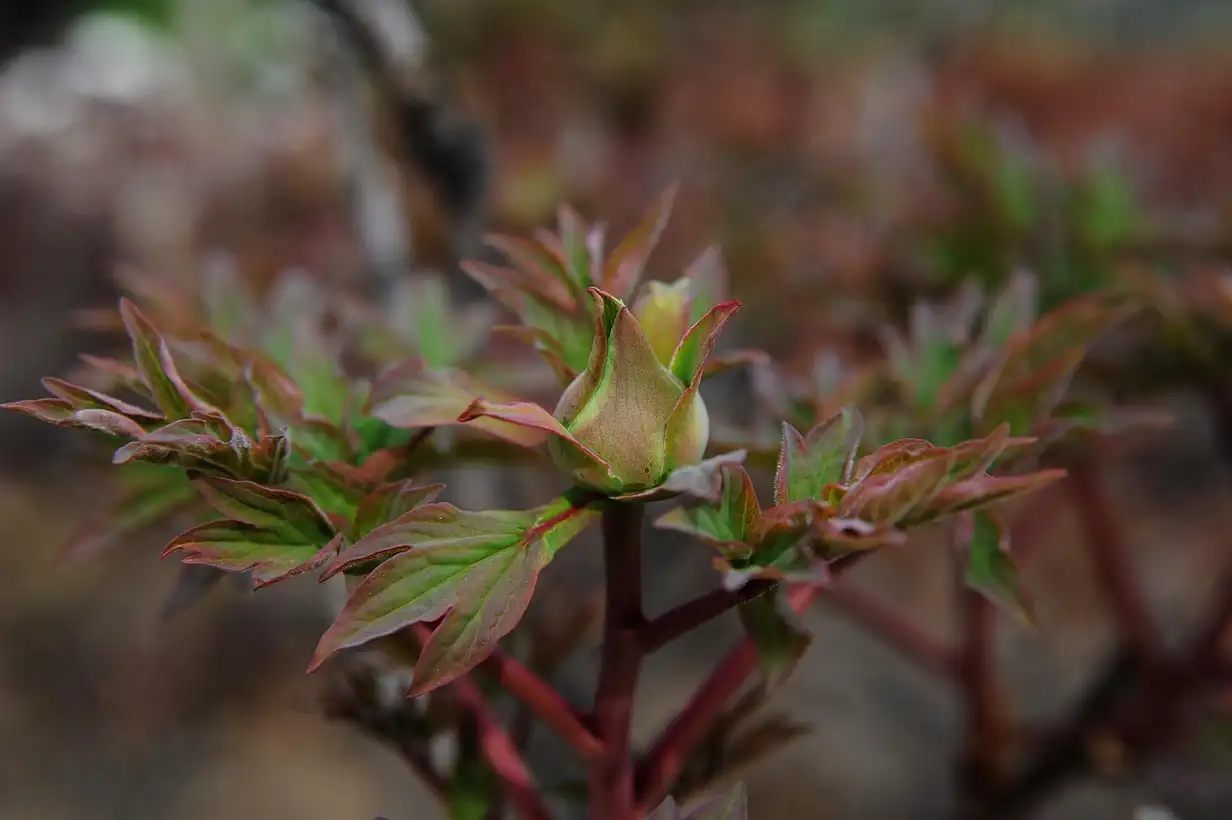 Les plantes qui supportent l’ombre toute la journée : guide 2026
