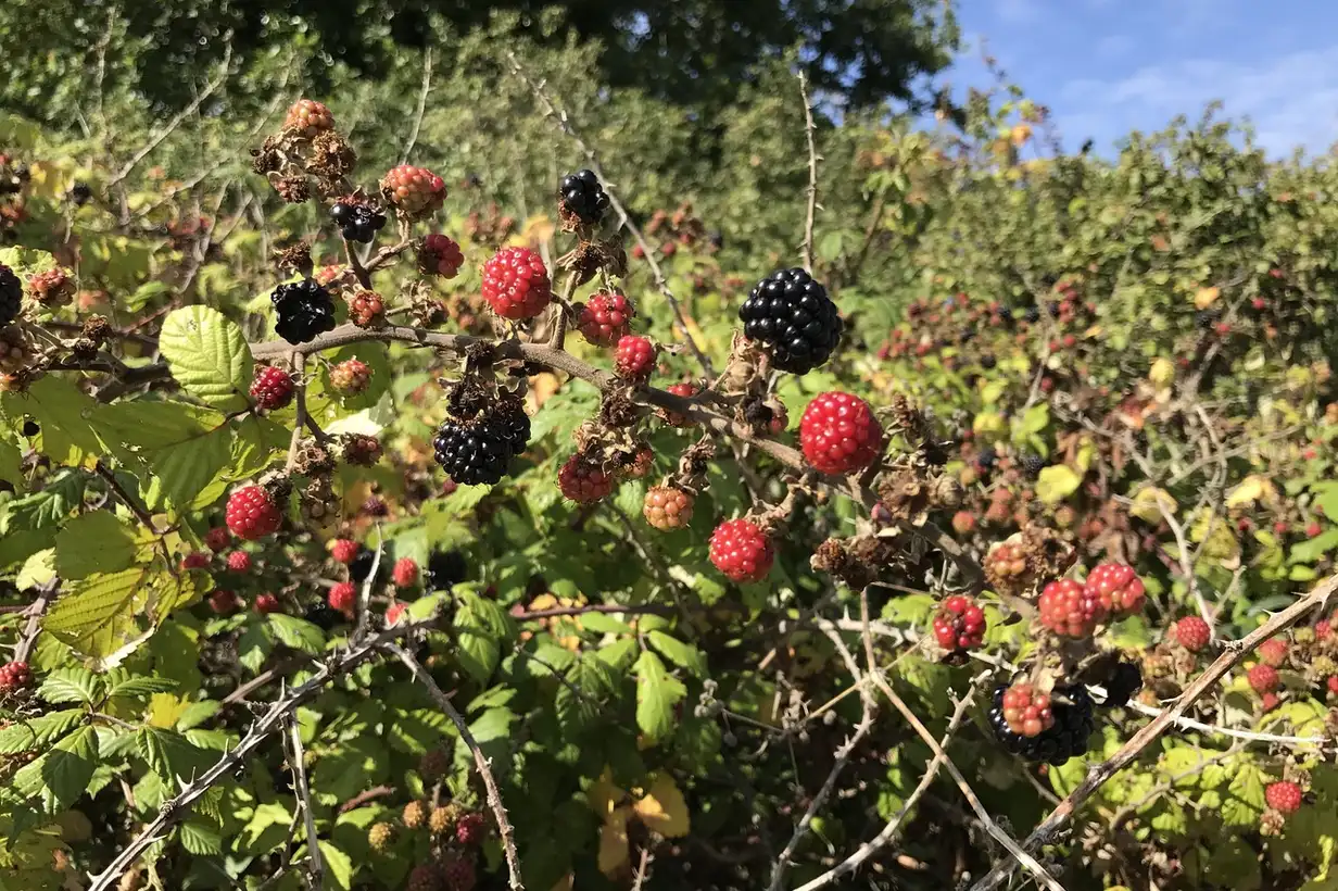 Les ronces comestibles : cueillir et cuisiner les mûres sauvages